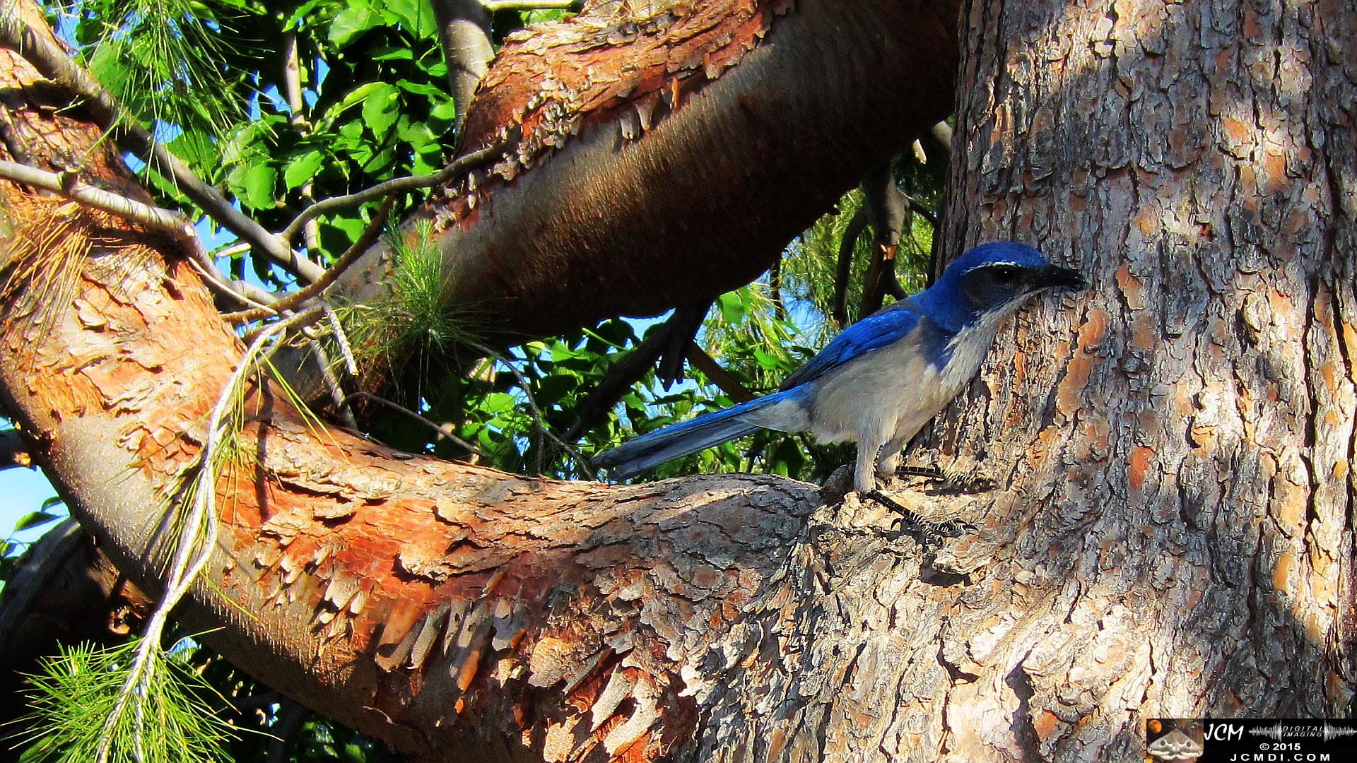 Scrub Jay curious male watches from pine tree